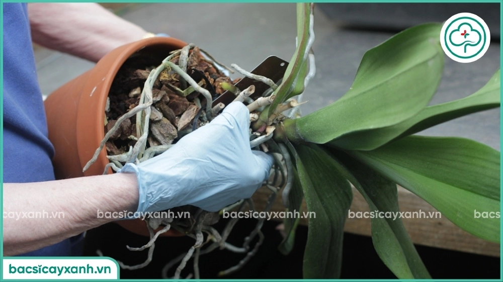 Thay giá thể cho lan hồ điệp